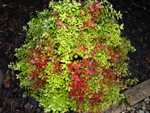 Tawuła japońska (Spiraea japonica) Golden Carpet